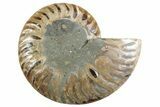 Cut & Polished Ammonite Fossil (Half) - Madagascar #364899-1